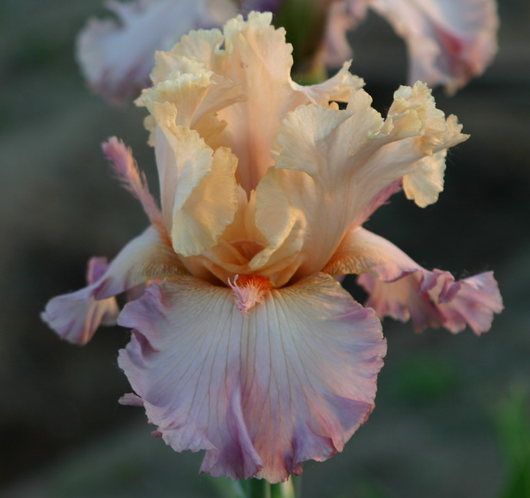 TROPICAL DELIGHT